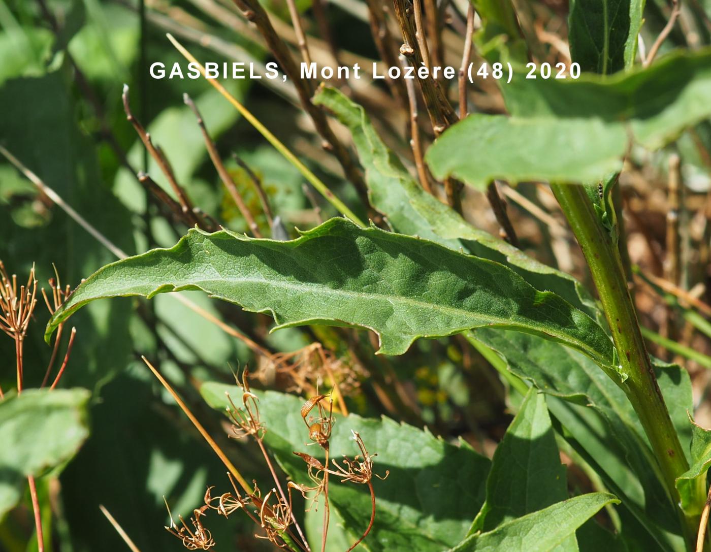 Golden-Rod leaf